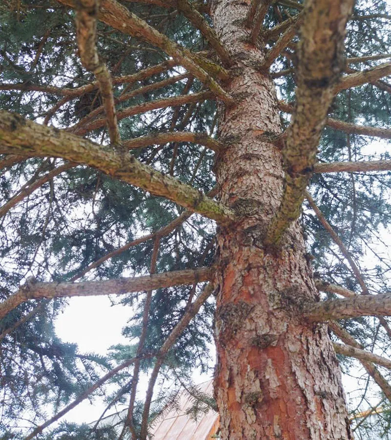 Взрослая сосна